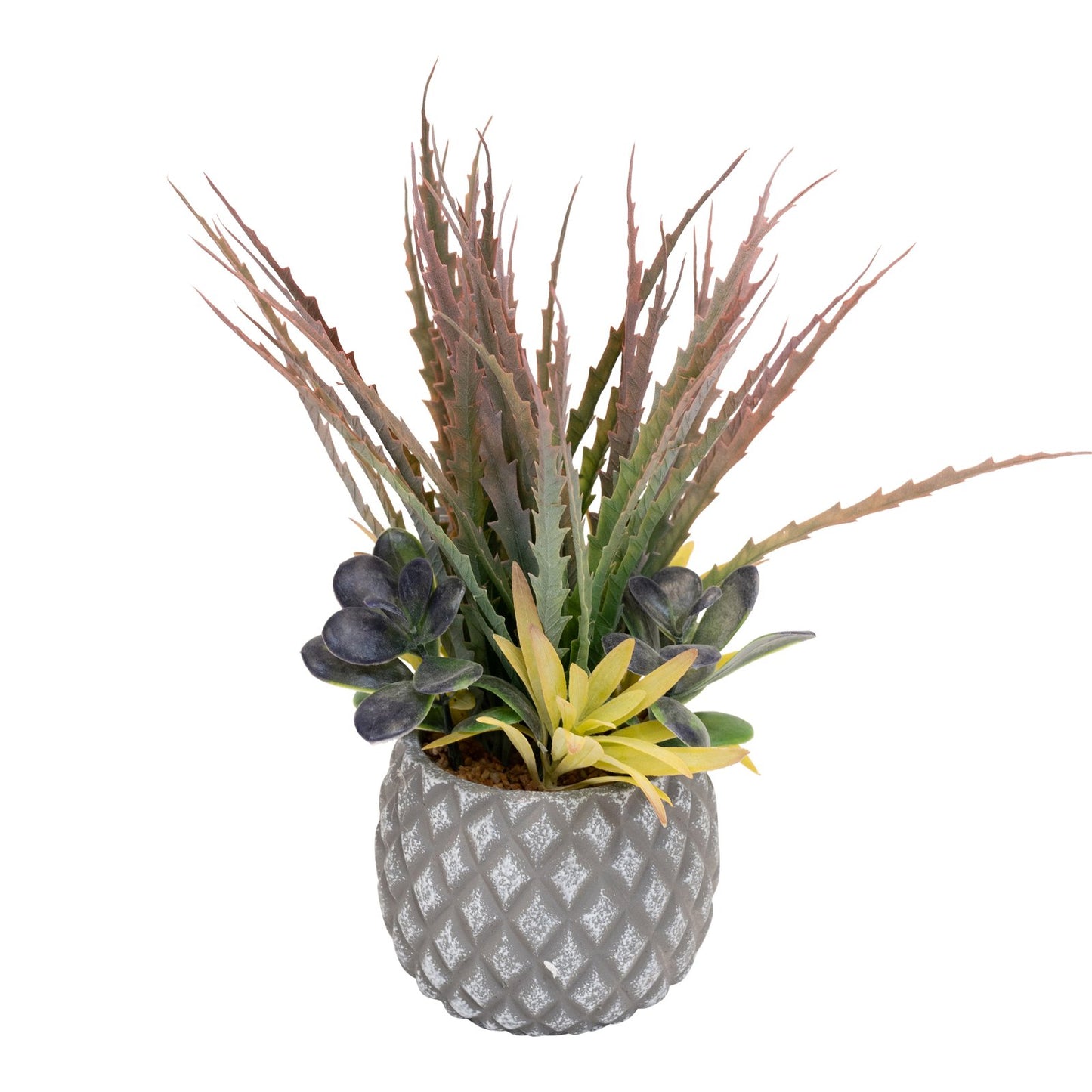 Succulents in Small Lattice Design Grey Pot